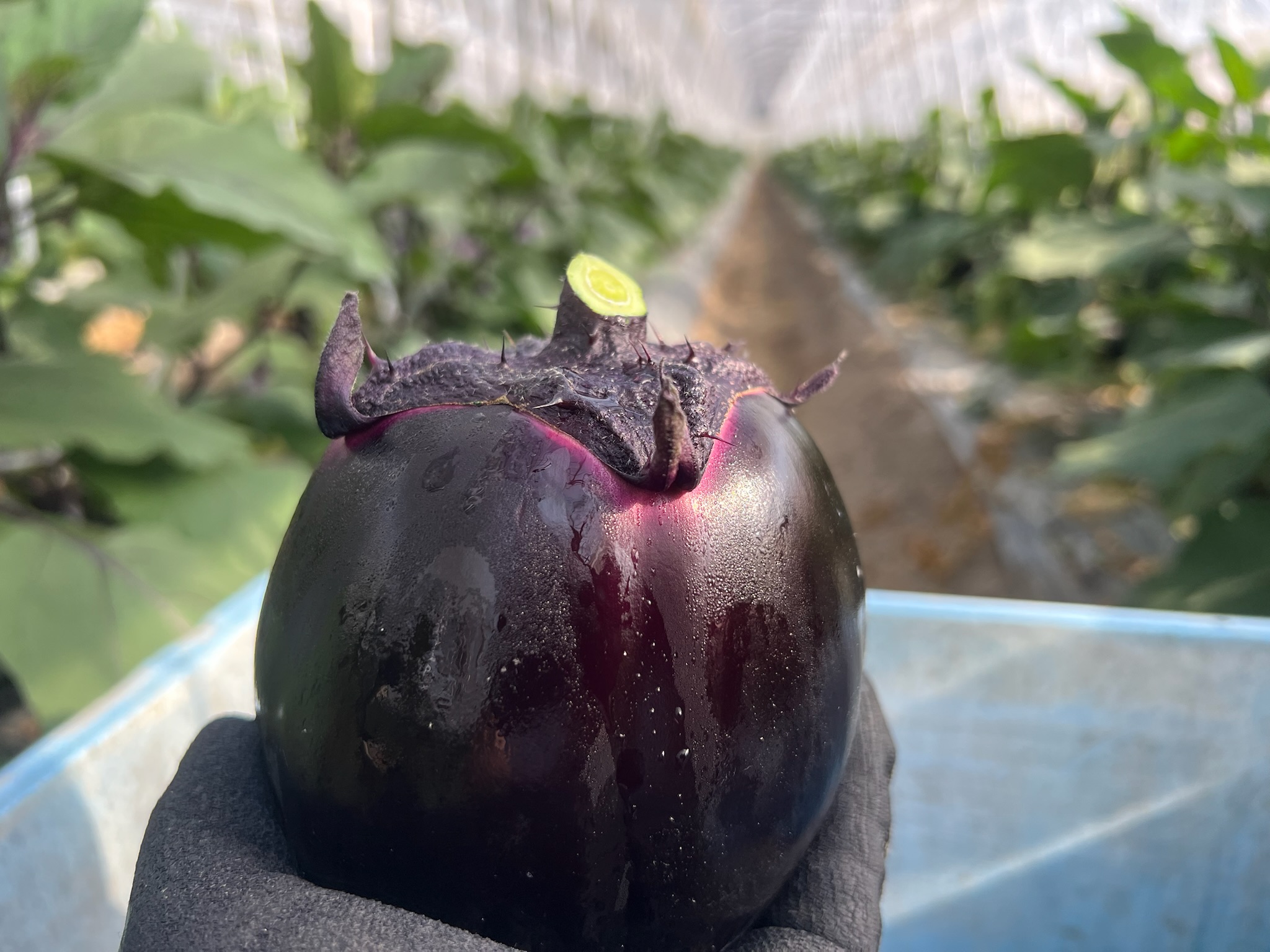 丸なす １ケース